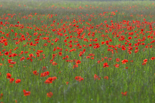 Field of Poppies in green gras © Sternstunden