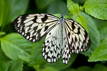 Butterfly on flower