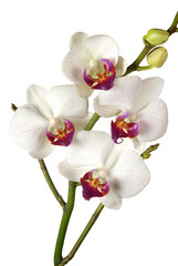 Fototapeta na wymiar Orchidée blanc