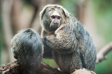 White-faced saki