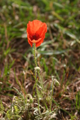 Obraz premium coquelicot juste éclos