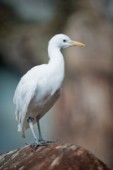 Cattle Egret (lat. Ardeola ibis)