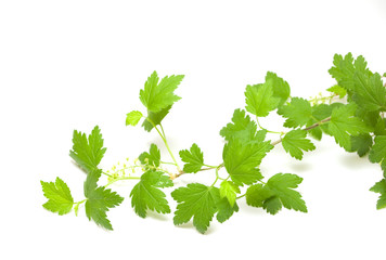Fresh green blackcurrant branch isolated on white background