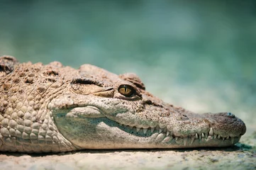 Keuken foto achterwand Krokodil Philippine crocodile
