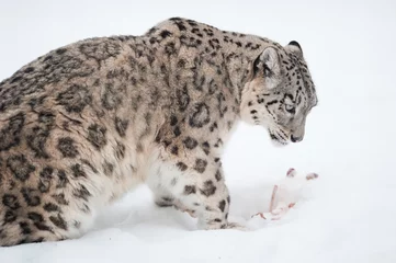 Foto op Canvas Snow leopard (lat. Uncia uncia) © Peter Wey