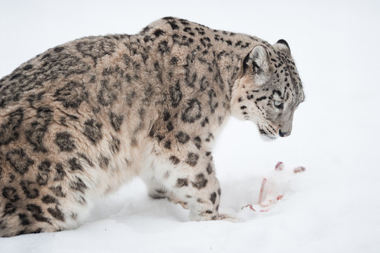Snow leopard (lat. Uncia uncia)