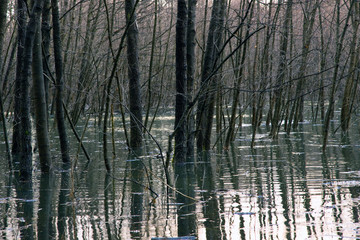 Flooded Forest