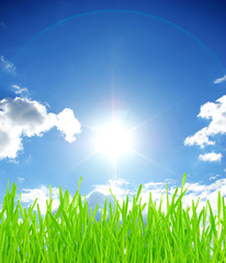 Obraz premium green grass