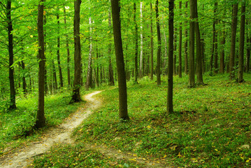 green forest