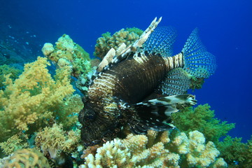 Large Lionfish perched on top of coral