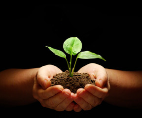 plant in hands