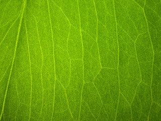 Green Leaf Macro