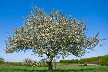 Fototapeta na wymiar Blossoming apple tree in spring