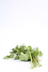 Fototapeta premium Coriander / 香菜 , 芫荽 , 芫茜