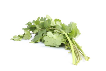 Fototapeta premium Coriander / 香菜 , 芫荽 , 芫茜