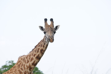 Giraffenhals