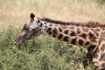 Giraffenhals