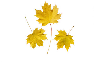 Acer platanoides - Spitzahorn - Herbstfärbung