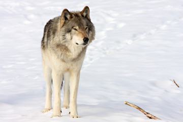 Wolf standing