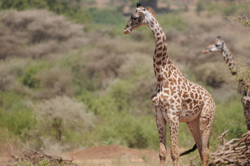 Giraffen