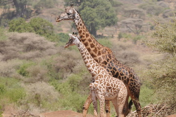 Giraffenduo