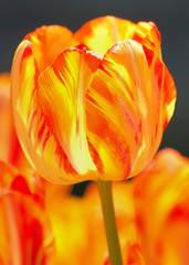 Fleur de feux