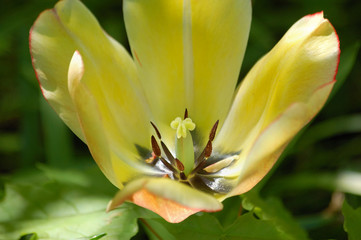 Obraz premium Fleur