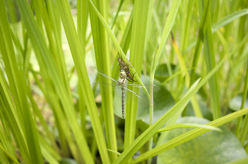 Insekten