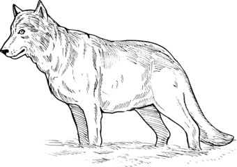 grey wolf drawing