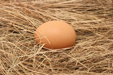 egg