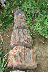 Petrified tree trunk