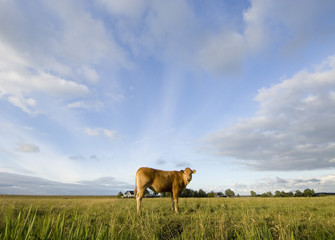 Single cow