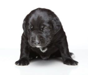 black puppy