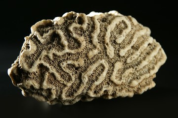 Brain coral stone macro detail closeup  studio shot