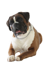 boxer de face à l'air attendrissant