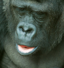 Gorilla 6694