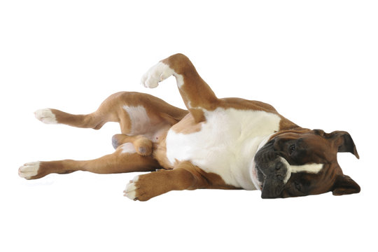 boxer adoptant une posture de soumission en studio