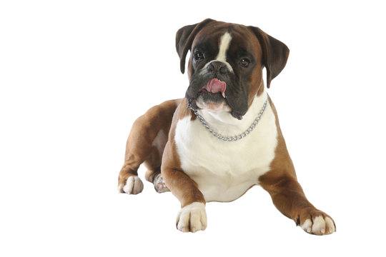 boxer de face en train de faire une grimace