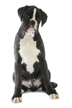 boxer assis de face en studio sur fond blanc