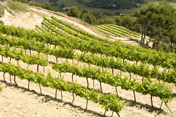 Fototapeta na wymiar terraced vineyards