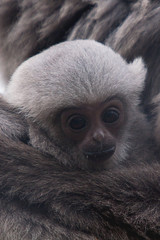 Gibbon 6620