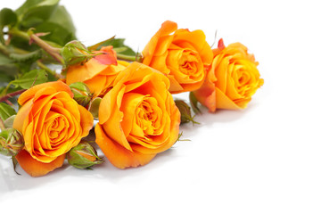Orange roses