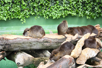 Nutria