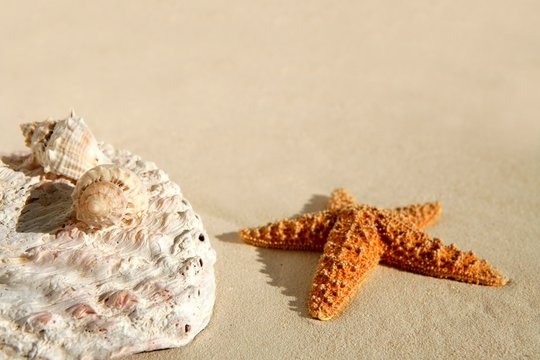 Caribbean beach sand, sea shells and starfish