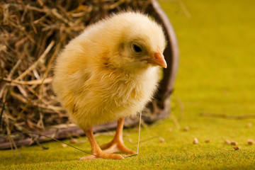 Chicken