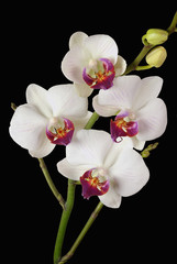 Fototapeta na wymiar Orchidée blanc 2