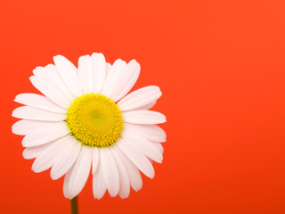 camomile on red background