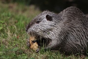 Nutria