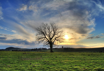 Fototapeta na wymiar Samotne drzewo na zachodzie słońca