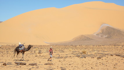 Dromadaire